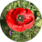 Lore Ahmd Avatar